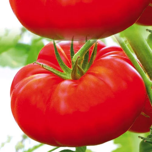 Tomate Côtelee Marbonne bio. Le pot de 9 x 9 cm