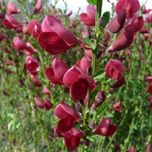 Genêt Boskoop Ruby (Cytisus Scoparius). Le pot de 15 litres