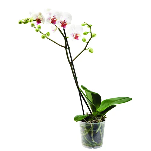 Phalaenopsis en pot Ø 9cm