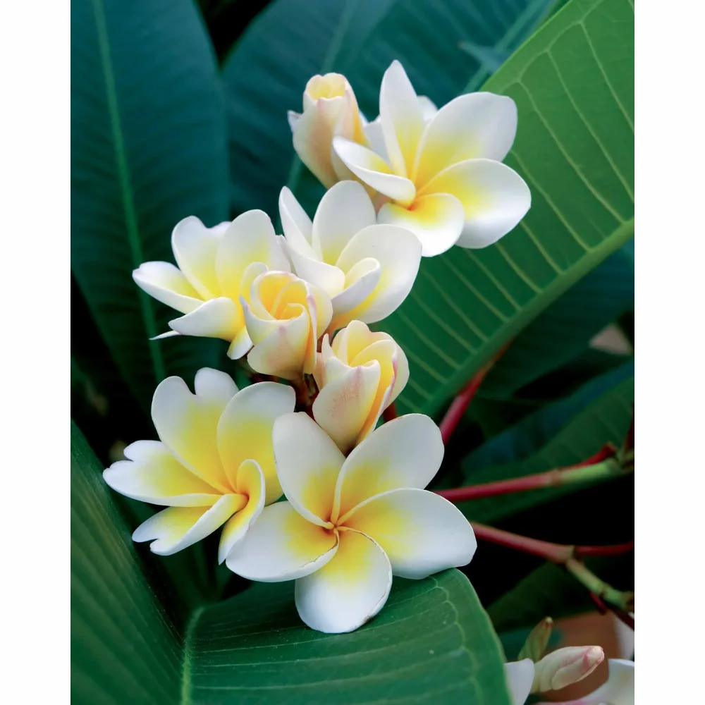 Frangipanier + cache pot blanc 16 cm. Plumeria alba
