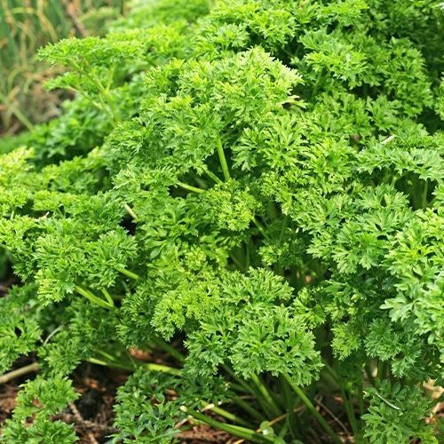 Persil Frisé vert foncé Petroselinum crispum frisé vert foncé