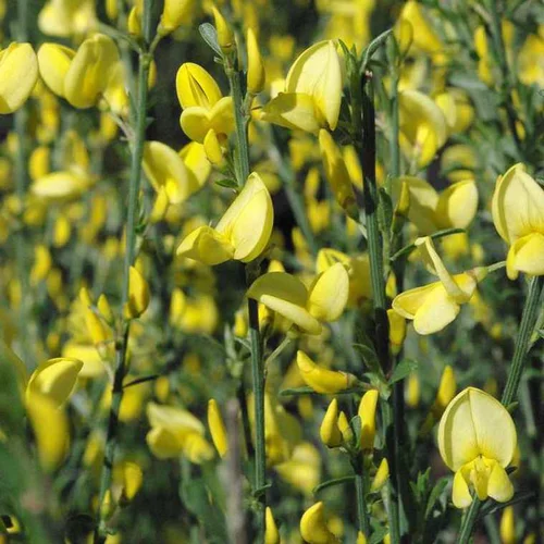 Genêt Praecox Allgold (Cytisus) jaune. Le pot de 4 litres