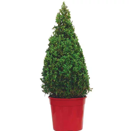 Buxus Micro Faulkner - Pot de 12L