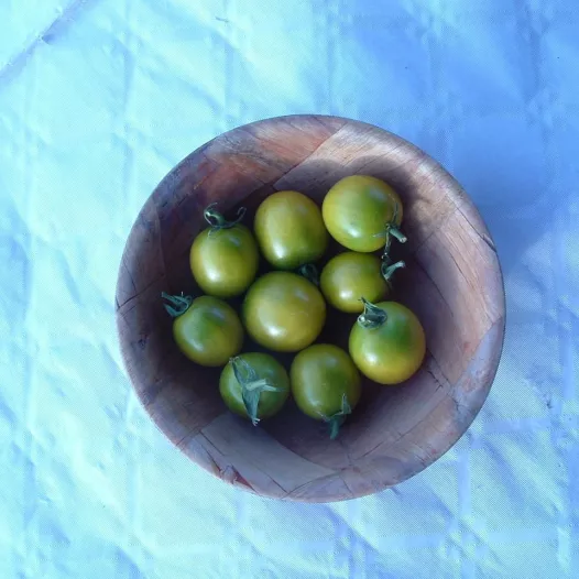 Biologische zaden van Kerstomaat Raisin Vert