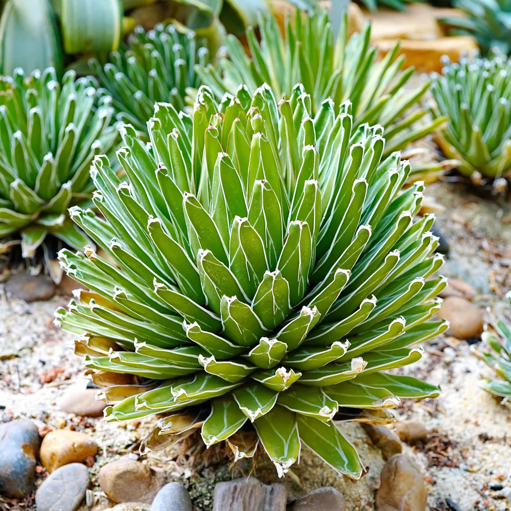 Agave de la Reine Victoria Agave victoriae reginae