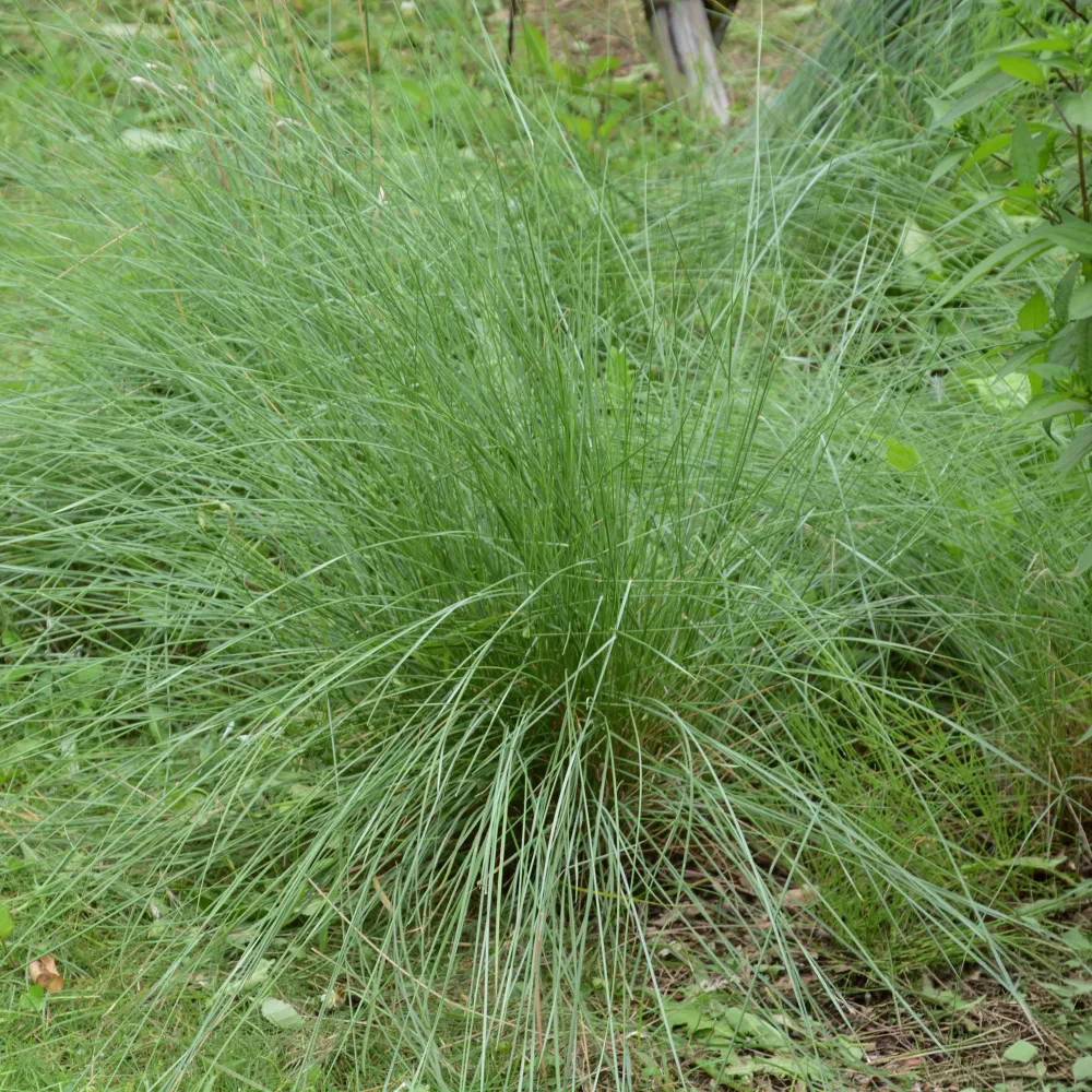 Muhlenbergia rigens Muhlenbergia rigens