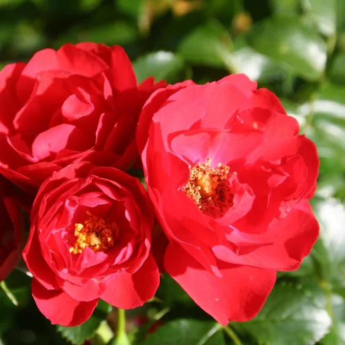 Rosier Kadora rouge tige – Pot de 10L