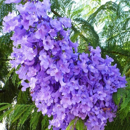 Flamboyant bleu Jacaranda mimosifolia