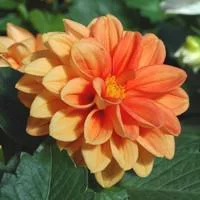 Dahlia Nain - Le pot de 5 litres