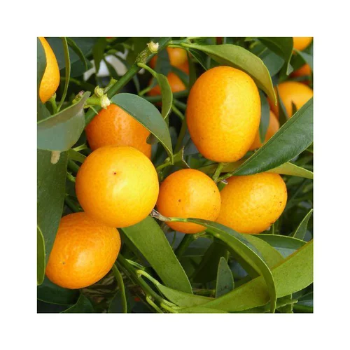 Kumquat. Le pot de 120 litres