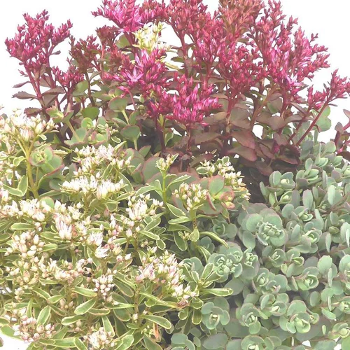 Sedum Varié - Le pot de 7,5 litres