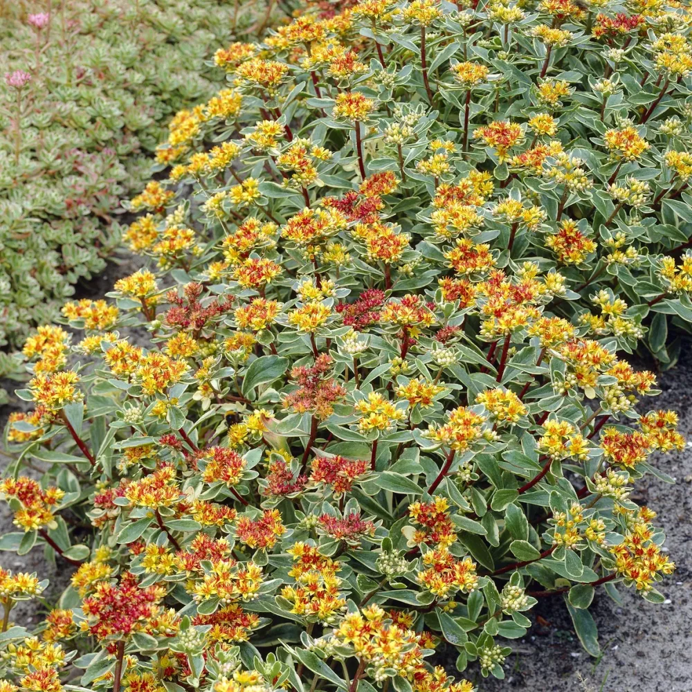 Sedum du Kamtschaka panaché Sedum kamtschaticum Variegatum