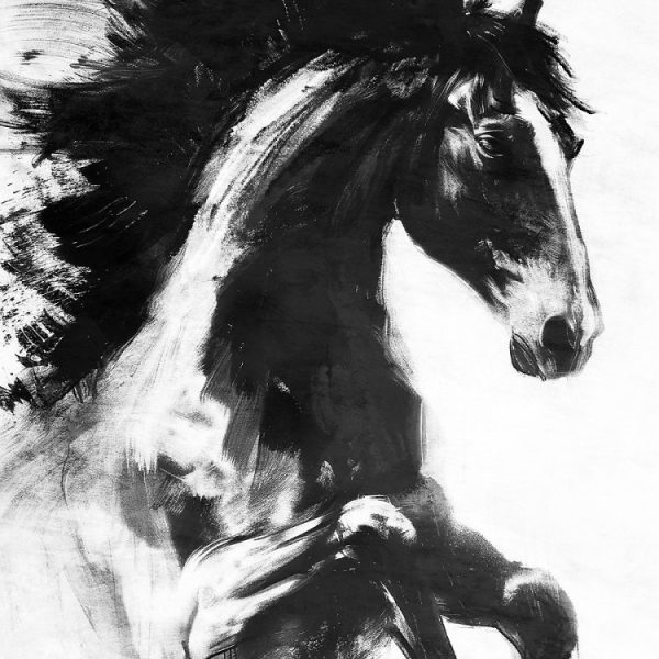 Décoration murale et accessoires déco – Affiche cheval noir et blanc l.60 x l.80 cm Dada Art