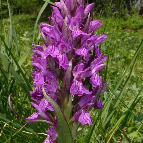 Orchidée : Dactylorhiza majalis dactylorhiza majalis