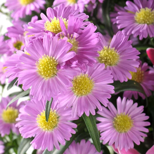 Aster Vivace. Le pot de 2 litres