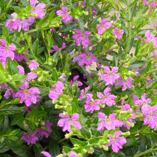 Cuphea ou Bruyère du Mexique à fleurs multicolores - Le pot de 3 litres