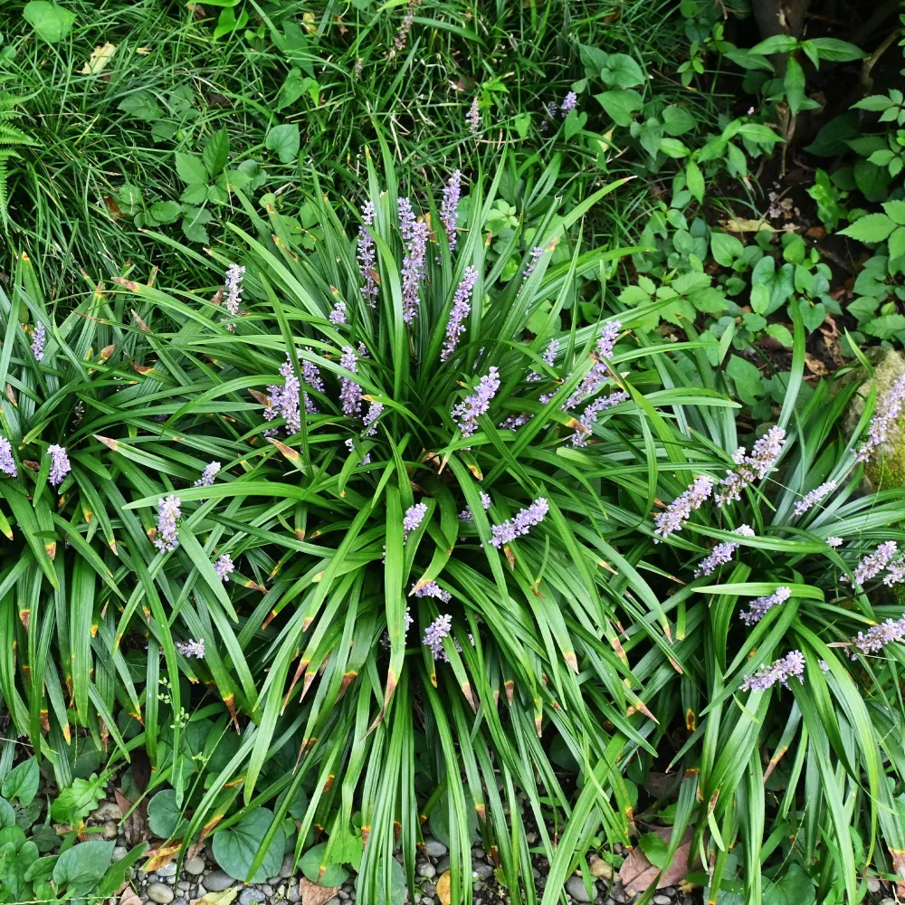 Liriope muscari Big Blue Liriope muscari Big Blue