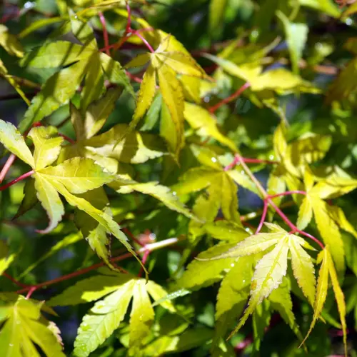 Erable du Japon (ACER PALMATUM KATSURA ) Le pot de 7 litres