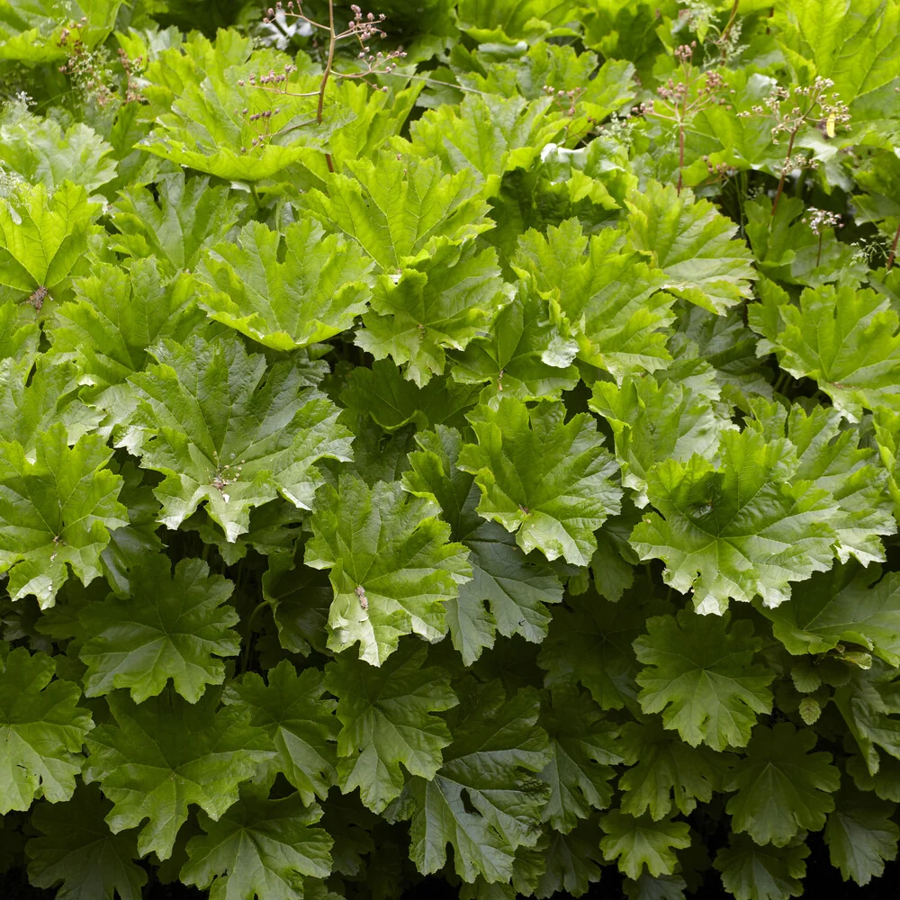 Saxifrage pelté Darmera peltata