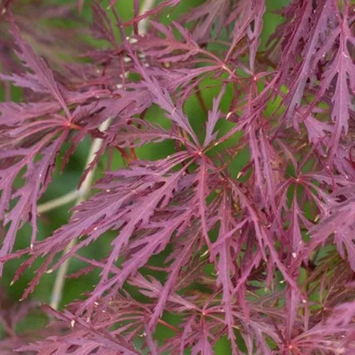 Acer Palmatum Dissectum Garnet (érable du Japon) en pot de 4,5 L rouge