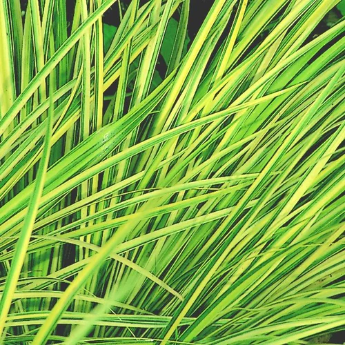 Acore (Calame ou Jonc japonais) vert - Le pot de 0,5 litre