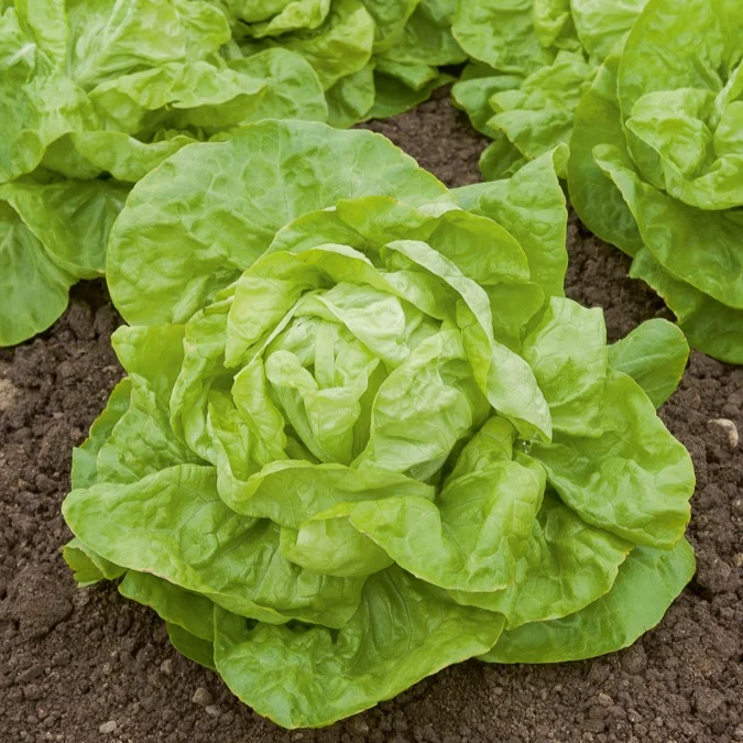 Laitue pommée Val d'Orge Lactuca sativa val d'orge