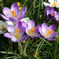 Crocus - Le pot de 10,5 cm