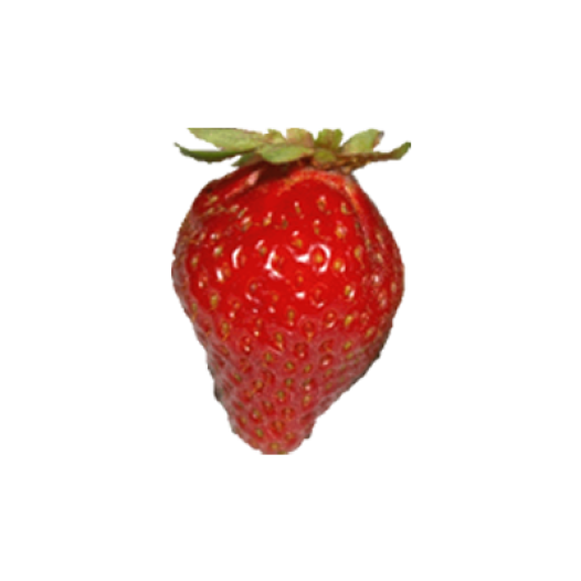 Aardbeiplantjes BIO Cirafine -25 wortels- kaliber A