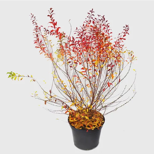 Spirée Thunbergii Fujino pink. Le pot de 5 litres