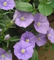 Convolvulus Althaeoides - Le pot de 2 litres