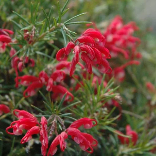 Grevillea coloris rouge. Le pot de 3 litres