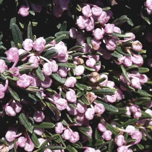 Andromeda Blue Lagoon rose en pot