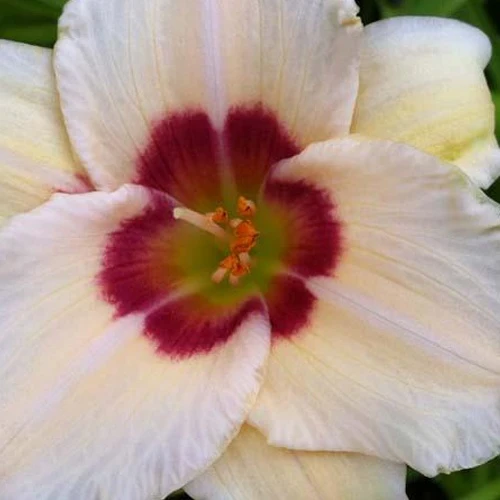 Hémérocalle Pandora's Box Hemerocallis pandoras box
