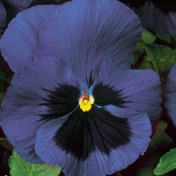 Pensée des jardins à grande fleur Suisse Ullswater Viola x wittrockiana