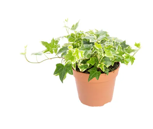 Lierre panaché multicolore. Le pot Ø 15 cm