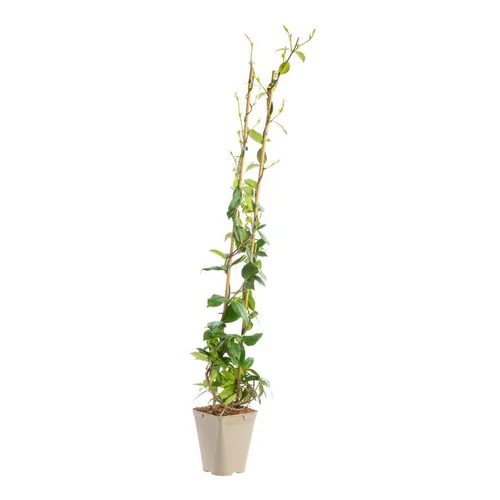 Jasmin étoiléSPERMUM WILSONII. Le pot de 3 litres