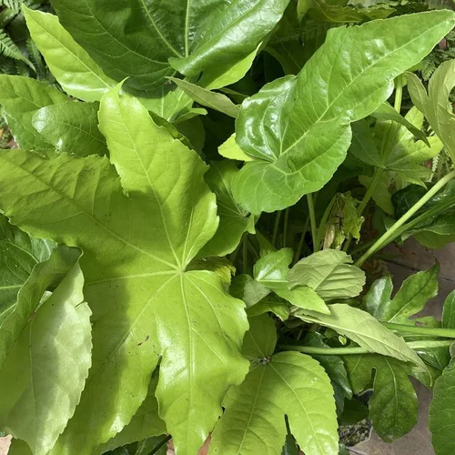 Aralia du Japon vert. Le pot de 8 litres, 70/80 cm