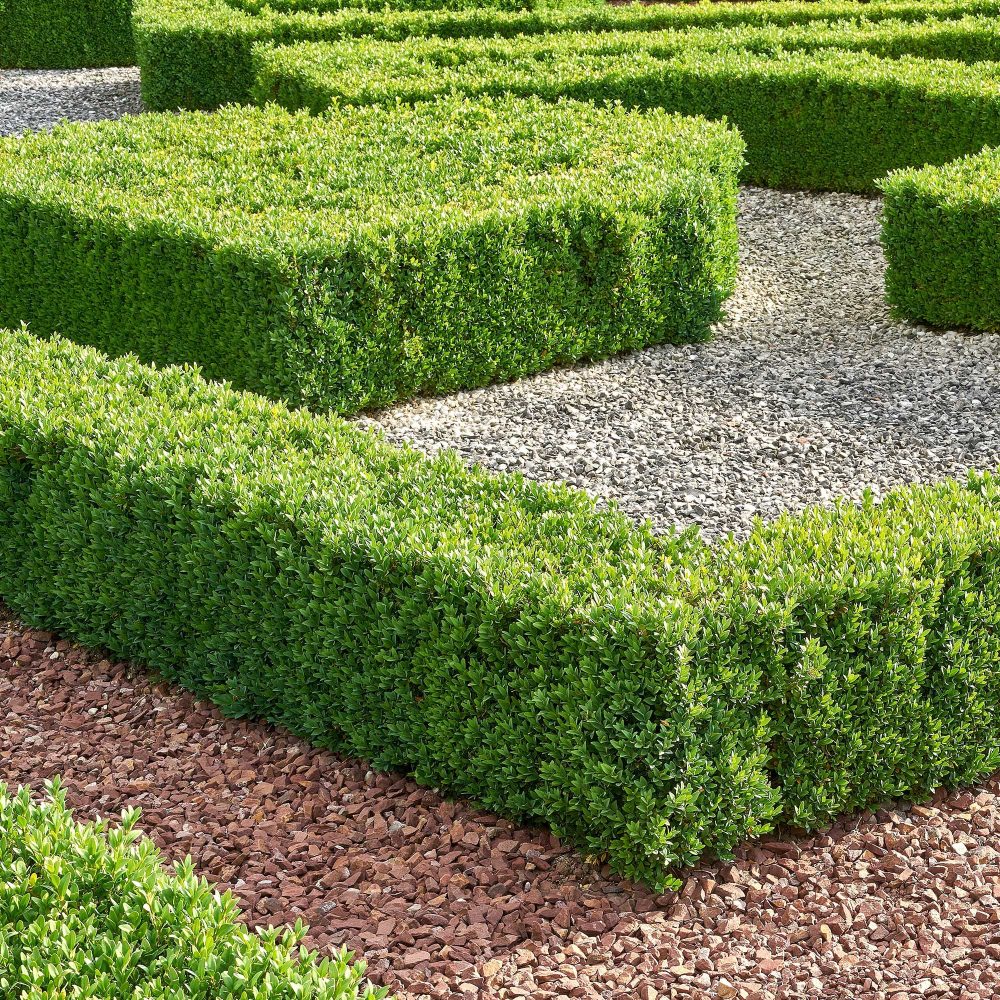 Buis commun Buxus sempervirens