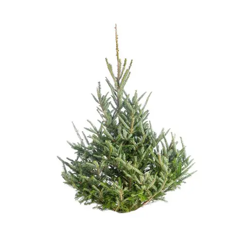 Sapin de Noël naturel coupé Fraseri - de 125 à 150 cm