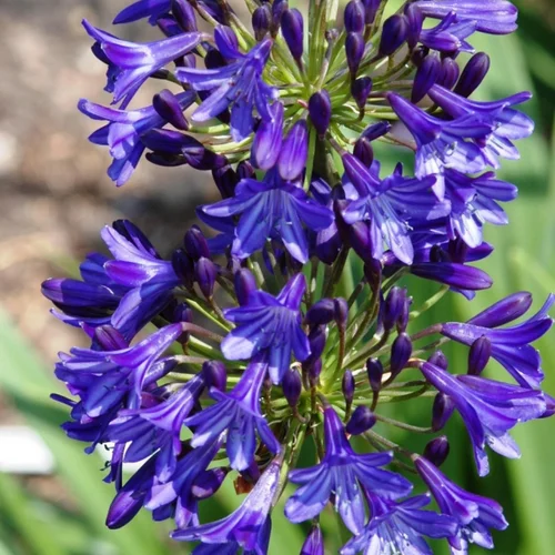 Agapanthe (tubéreuse) à fleurs bleues - Le pot de 1 litre