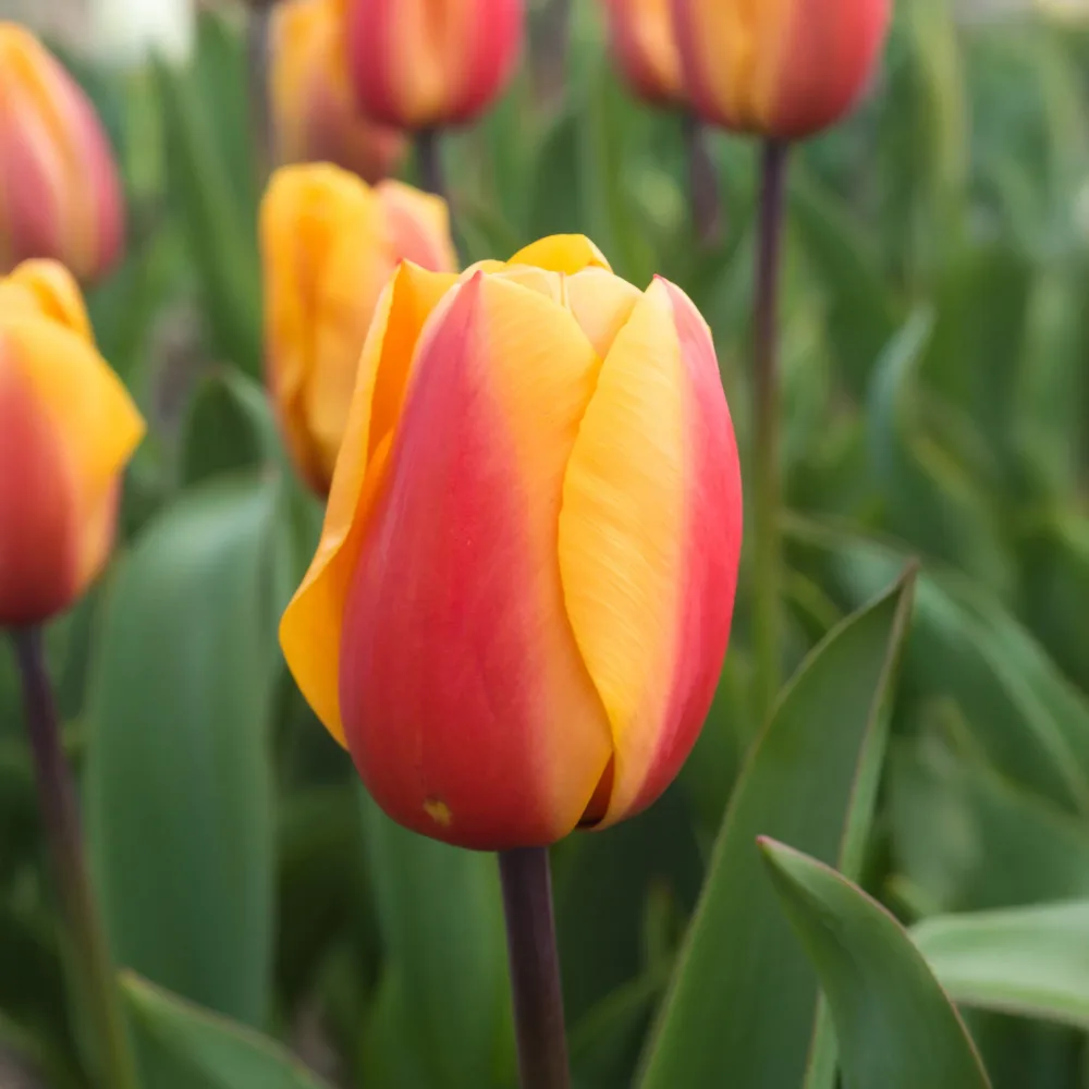 8 Tulipes Darwin Lalibela Salmon Tulipa darwin hybrid Lalibela Salmon