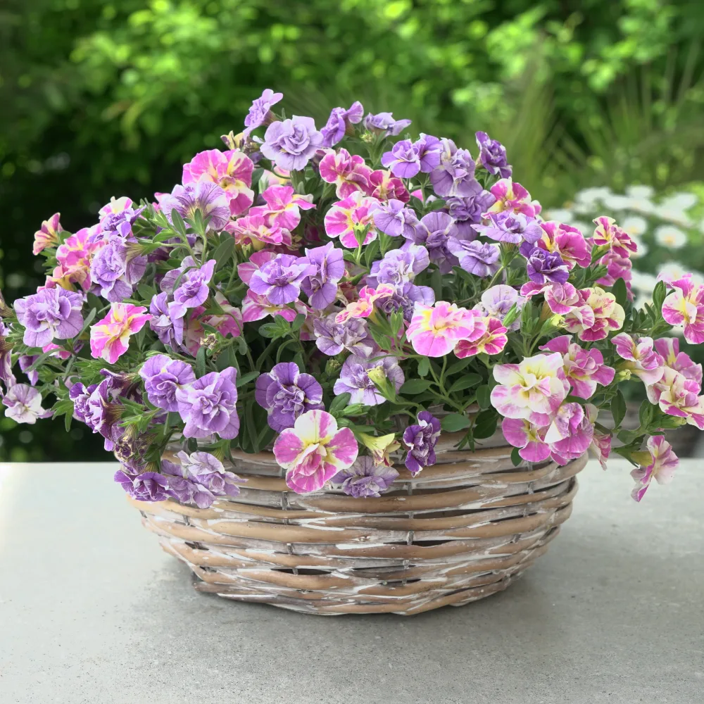 Collection de 6 Mini-pétunia Double Loopy Calibrachoa Double Loopy Lavender + Pink