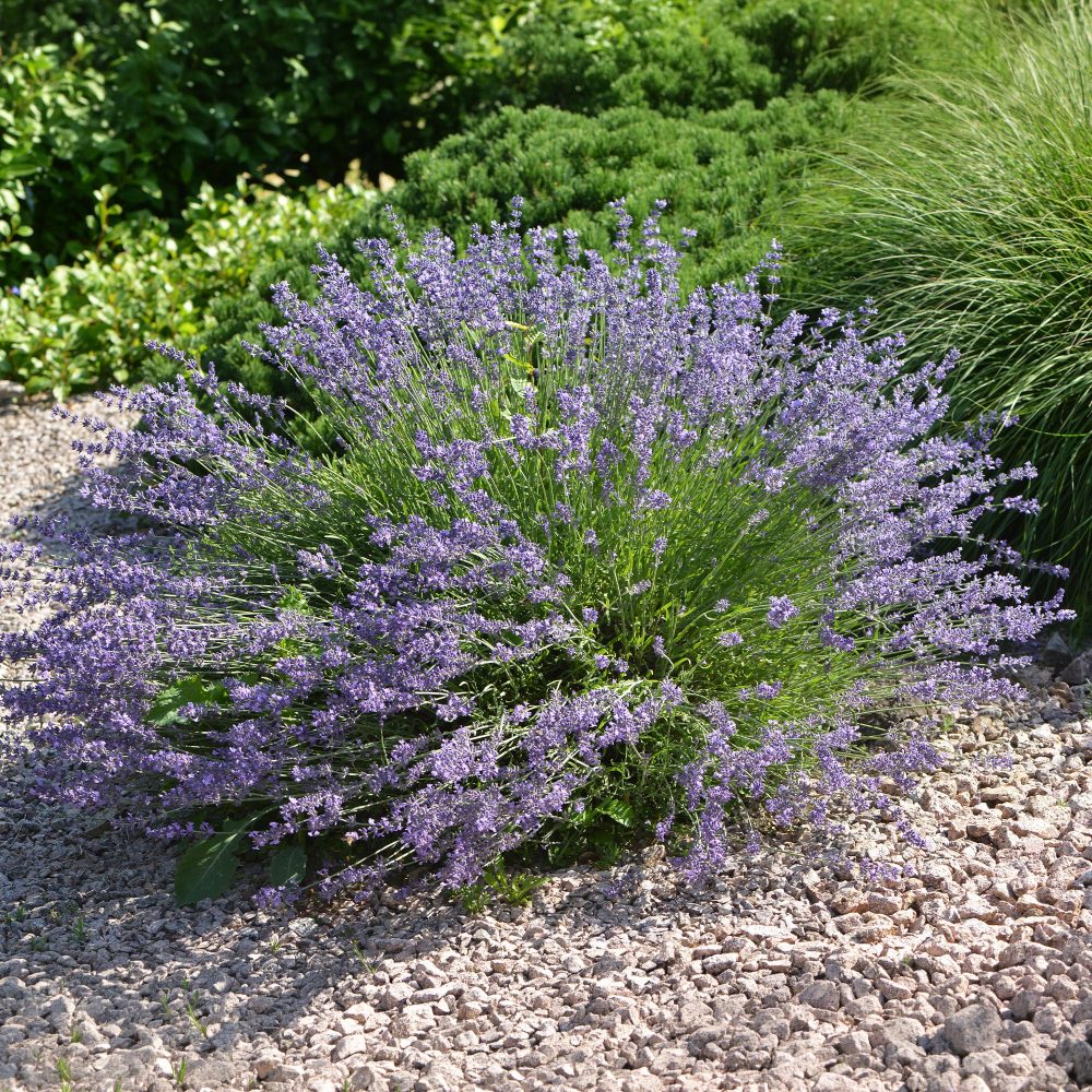 Lavandin Dutch Lavandula x intermedia Dutch