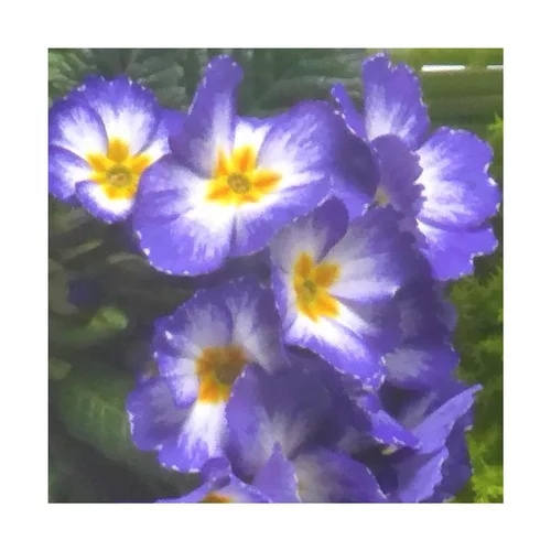 Primevère des jardins - La jardinière de 50 cm
