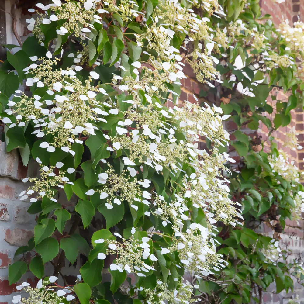 Hortensia grimpant du Japon Schizophragma hydrangeoïdes