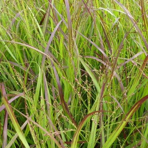 Panic érigé Heiliger Hain Panicum virgatum heiliger hain