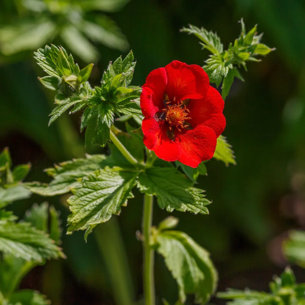Potentille sanguine Potentilla atrosanguinea