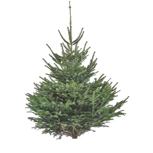 Sapin de Noël naturel coupé Nordmann - de 175 à 200 cm