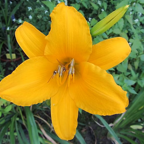 6 x Lis d'un jour | Hémérocalle – Hemerocallis 'Aten' – godet 9cm x 9cm
