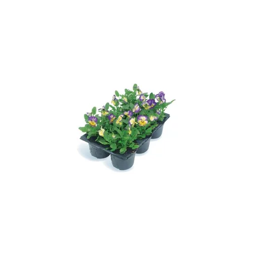 Viola Cornuta - Le pack de 6 plants